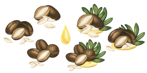 Watercolor illustration of an argan tree nut. A hand-drawn sketch of an oriental walnut on an isolated background. A set of compositions of several ripe argan nuts, green leaves and a drop of oil