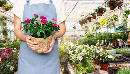 Female worker of plant nursery stands inside of industrial greenhouse and holding potted flowers in her hands.