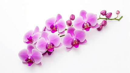 Fototapeta na wymiar Spa items isolated on a white background featuring orchids