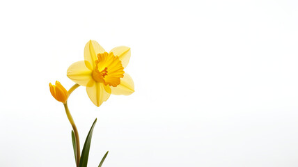 An isolated spring flower on a white background
