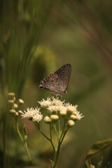 butterfly on a flower