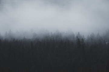 Foggy morning in the Yellowstone Forest - obrazy, fototapety, plakaty