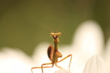 praying mantis