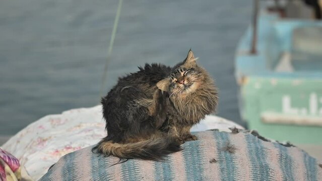 Stray Cat in the Fishing Port
