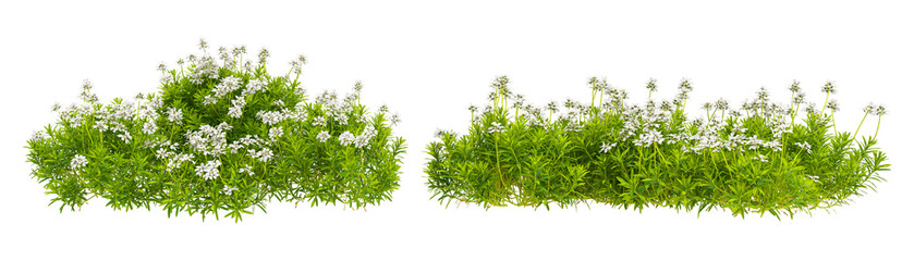 green grass isolated on white background - obrazy, fototapety, plakaty