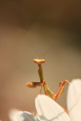 praying mantis