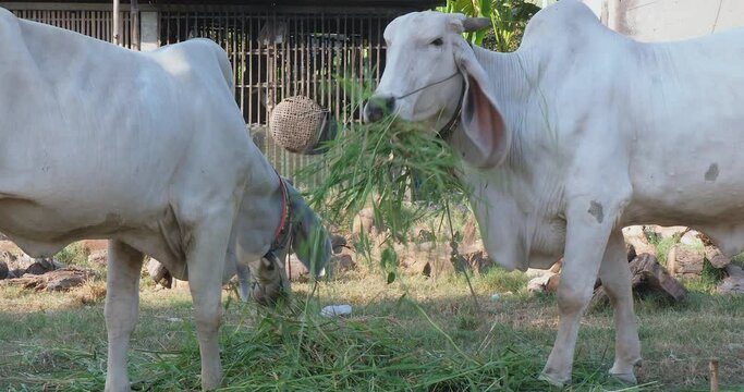 skinny white zebus tied up with rope in a field and eating grass 