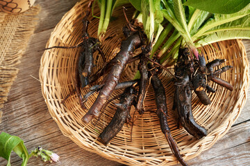 Comfrey root in a basket on a table