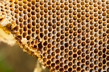 Close up and selective focus of bee hive with fresh honey come in hexagon pattern shows background concept with detail and texture for organic and healthy food that produce from insects.