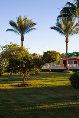 Obraz premium Park with palm trees and green plants against a sunset background with blue sky. Beautiful wallpaper with an exotic park