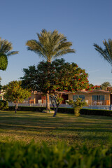 Obraz premium Superb green park with exotic trees with a well-kept lawn on a sunny evening on holiday in Egypt