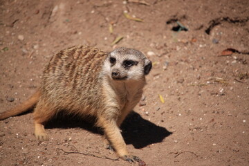 meerkat