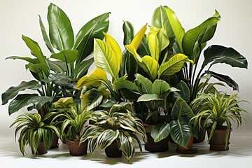 Plant in a pot