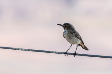 Familiar chat bird on wire at Canyon viewpoint, Fish River Canyon,  Namibia