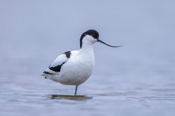 Pied Avocet Recurvirostra avosetta wader bird