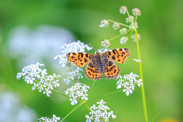 Fototapeta na wymiar The Map butterfly, Araschnia levana, Springtime brood