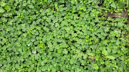 Green clover plant in the field, closeup of green leaves