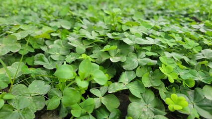 Green leaves of a plant