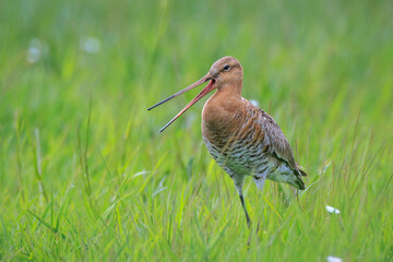 Black-tailed godwit Limosa Limosa male bird foraging in a green meadow