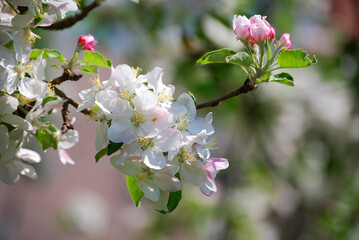 Ein Zweig mit rosa und weißen Apfelblüten.