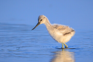 Pied Avocet Recurvirostra avosetta wader bird chick