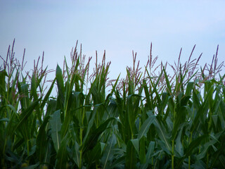 Ein Maisfeld im Sommer, fotografiert in der Steiermark.
