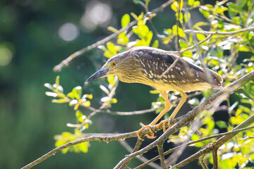 Closeup of a black-crowned night-heron, Nycticorax nycticorax, juvenile bird perched