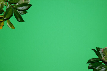 Foglie fresche agli angoli su sfondo verde. Vista dall'alto con spazio da riempire