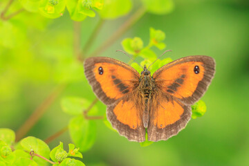 Gatekeeper butterfly, Pyronia tithonus, resting