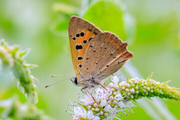 Fototapeta na wymiar Small or common copper butterfly lycaena phlaeas closeup