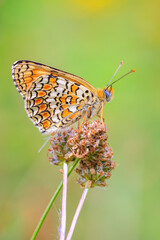 Obraz premium knapweed fritillary, Melitaea phoebe, butterfly resting and pollinating