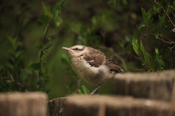 lark pigeon