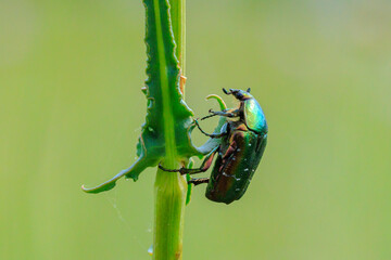 Cetonia aurata, green rose chafer beetle climbing a grass stem in a meadow