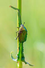 Cetonia aurata, green rose chafer beetle climbing a grass stem in a meadow