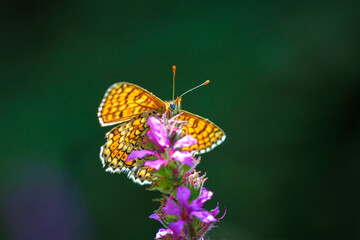 Glanville fritillary, melitaea cinxia, butterfly mating in a meadow