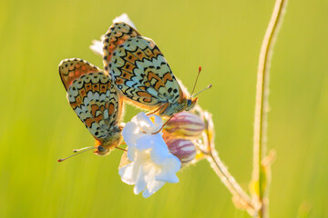 Glanville fritillary, melitaea cinxia, butterfly mating in a meadow