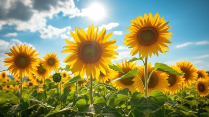 A field of vibrant sunflowers turning their faces towards the sun, over the blue sky
