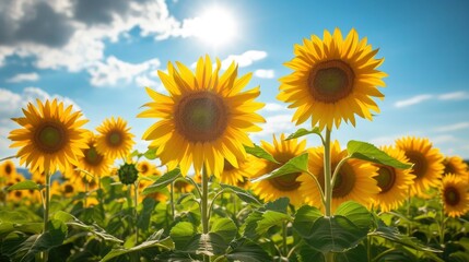 Obraz premium A field of vibrant sunflowers turning their faces towards the sun, over the blue sky