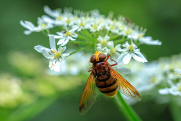 Volucella zonaria, hornet mimic hoverfly, feeding on white flowers