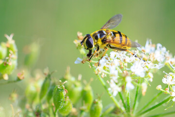 Batman hoverfly, Myathropa florea, pollinating