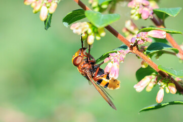 Volucella zonaria, hornet mimic hoverfly,