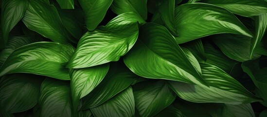 Top view of green hosta leaves. Nature background.