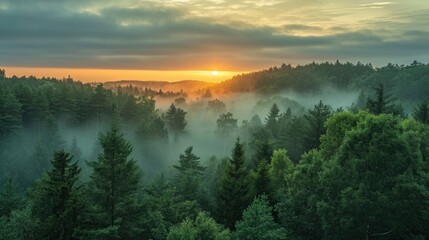 A serene sunrise over a misty forest stock photo