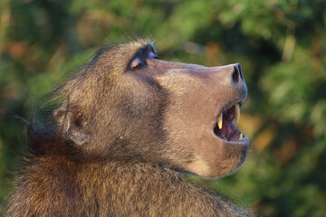 Bärenpavian / Chacma baboon / Papio ursinus