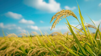 close up of a single rice crop in field under the blue sky, sky blue bokeh background