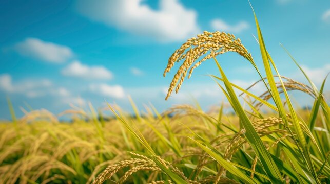 close up of a single rice crop in field under the blue sky, sky blue bokeh background