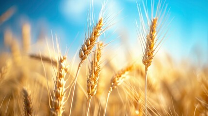 close up of wheat crop in field over blue sky, sky blue bokeh background