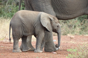 Fototapeta premium Afrikanischer Elefant / African elephant / Loxodonta africana