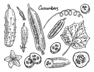 Set cucumbers sketch. Fresh vegetable, food. Fruit herbaceous plant. Hand drawn vector illustration.