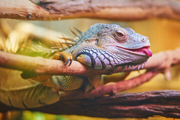 Closeup of iguana resting on a log in zoo